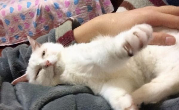 猫咪的这几种行为,代表不同的情绪,你读懂了几种?