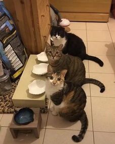 猫咪的这几种行为,代表不同的情绪,你读懂了几种?