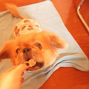 狗狗零食——肉干儿的做法 步骤7