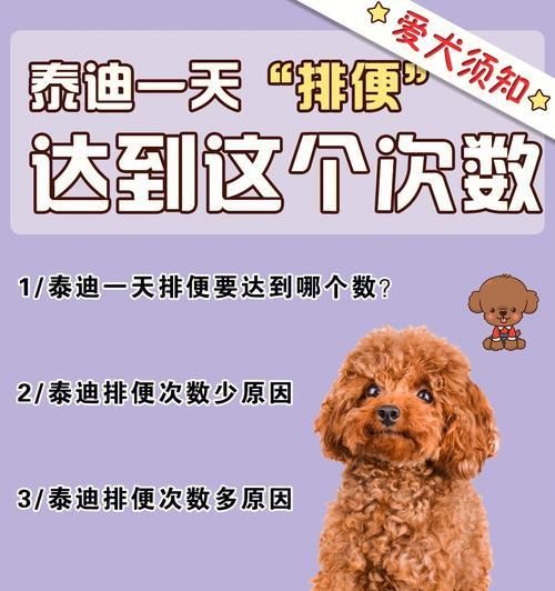 泰迪狗一天拉几次便便？——宠物主人必读（如何科学地掌握泰迪的排便规律？）