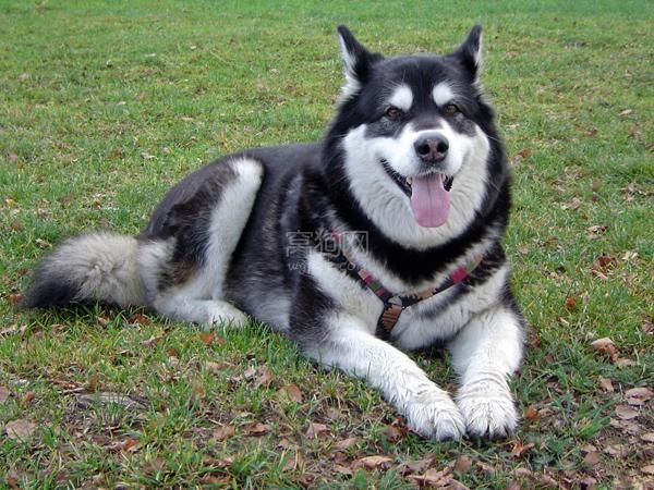 世界上最受欢迎的狗狗之一：西伯利亚雪橇犬（哈士奇） 第1张