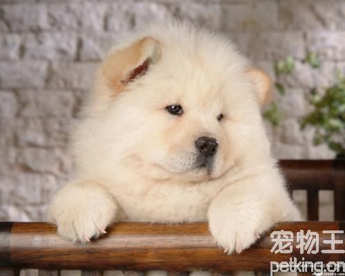 松狮犬