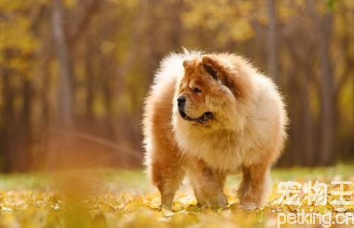 松狮犬