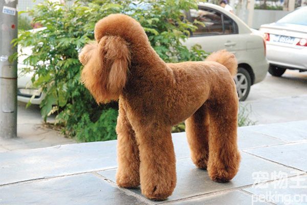 贵宾犬的优缺点有哪些