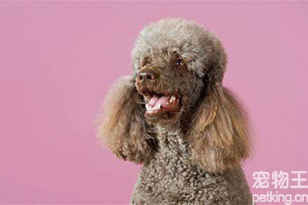 贵宾犬的优缺点有哪些