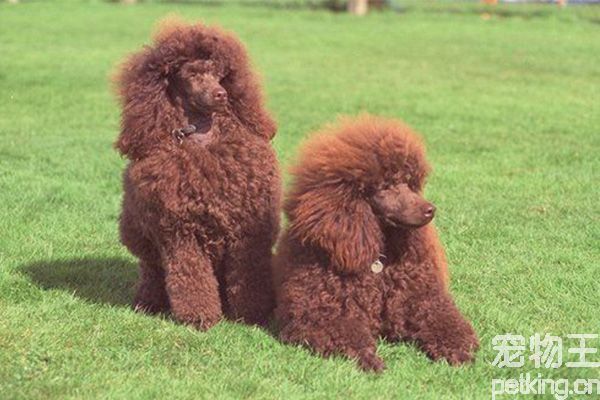 贵宾犬的优缺点有哪些