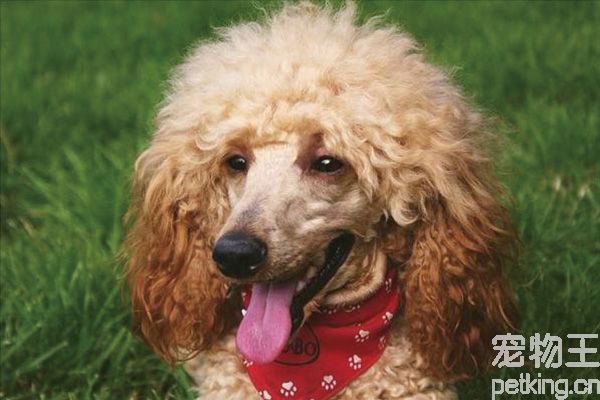贵宾犬的优缺点有哪些