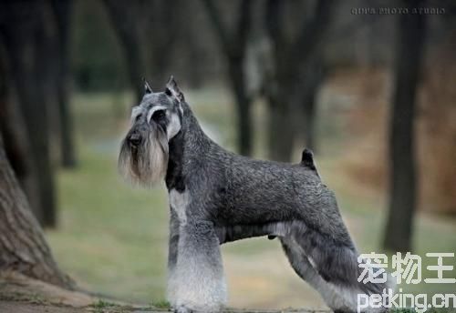 雪纳瑞