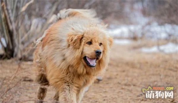 藏獒犬的介绍