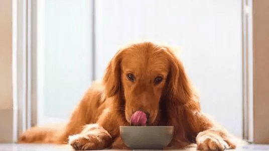 正餐|请正确给你的宠物喂零食