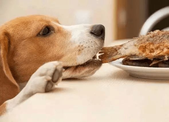 正餐|请正确给你的宠物喂零食
