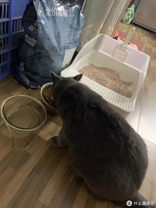 「猫咪饲养注意事项」:新手养猫必读，如何避免猫咪生病？