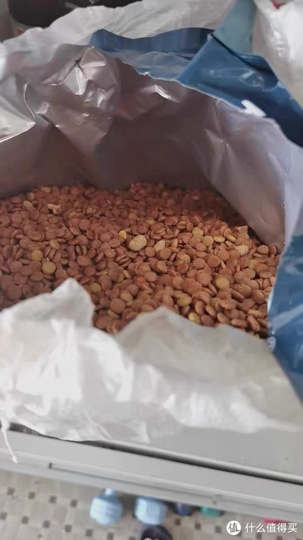 「猫咪饲养注意事项」:新手养猫必读，如何避免猫咪生病？