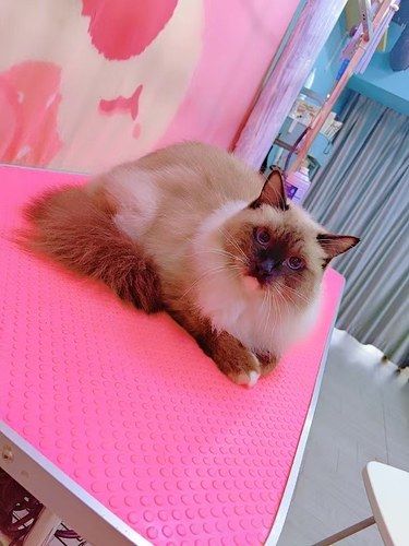 暖心怀抱～猫咪美容时