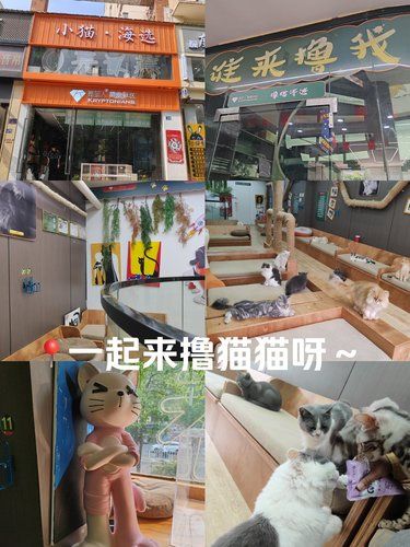 可爱的毛孩子们[色]