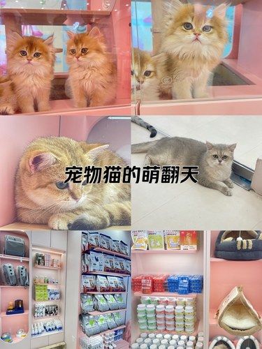 每个猫都有它命中注定的主人！是你吗？