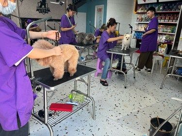 武汉狗狗美容性价比最高的一家了