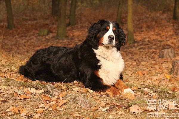 伯恩山犬病了怎么办？伯恩山犬病了而吃什么药？