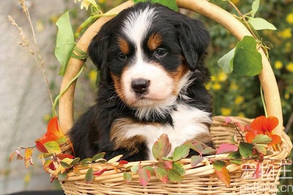伯恩山幼犬喂什么好？伯恩山幼犬不能喂什么？