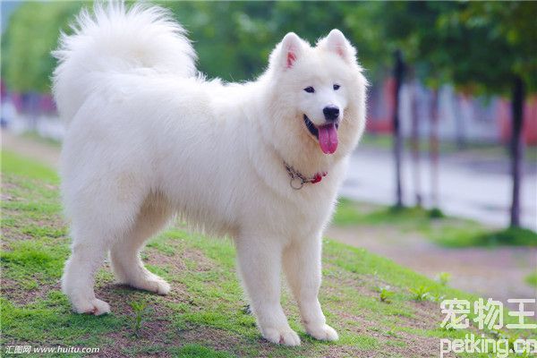 萨摩耶犬皮肤病的症状和原因 萨摩耶犬皮肤病治疗方法