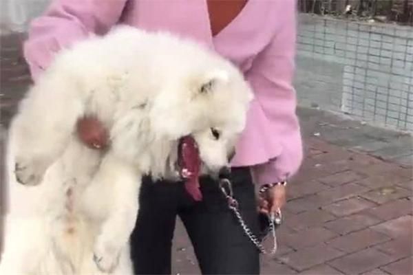 喂萨摩耶犬吃狗粮注意事项 喂养萨摩需要注意哪些