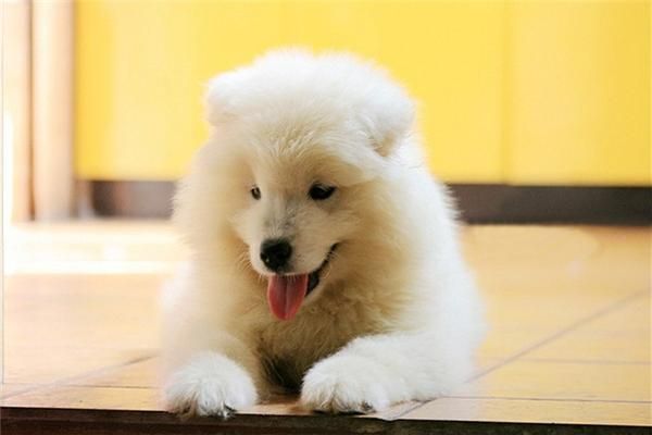 萨摩耶犬毛发不亮的原因 萨摩毛黄怎么变白
