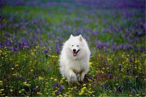 如何护理萨摩耶犬的毛发 萨摩耶犬毛发打结怎么办