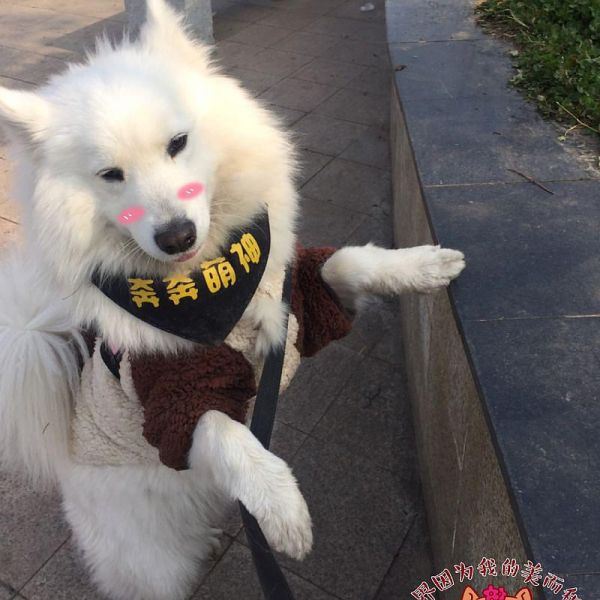 萨摩耶穿衣服图片大全