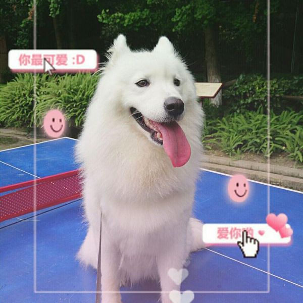 非常漂亮的萨摩耶图片