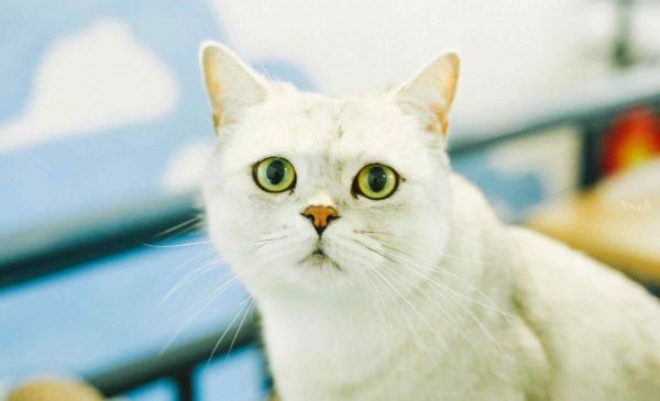宠物猫种类 常见的十大宠物猫品种介绍文章配图