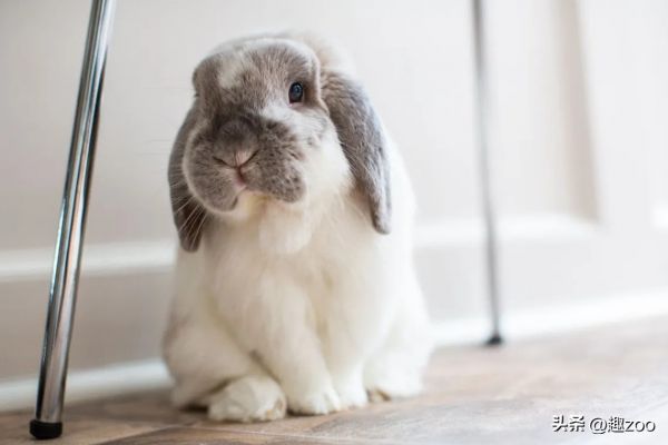 宠物兔子品种及价格便宜,4种便宜宠物兔