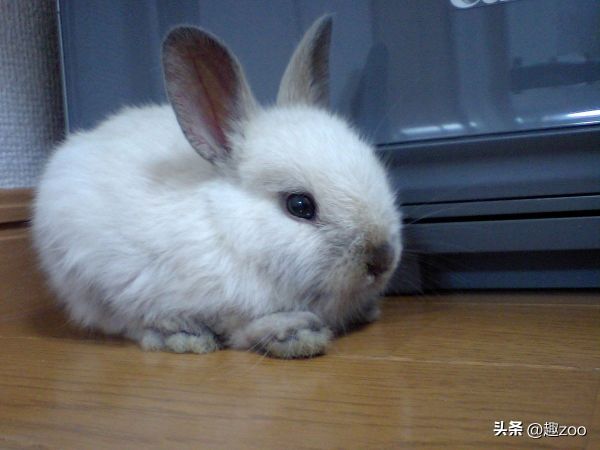 宠物兔子品种及价格便宜,4种便宜宠物兔