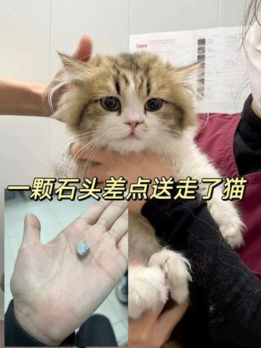 一个石头差点送走猫孩子 养宠人破防了