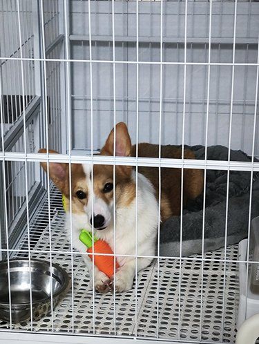 宠物狗狗的日常萌
