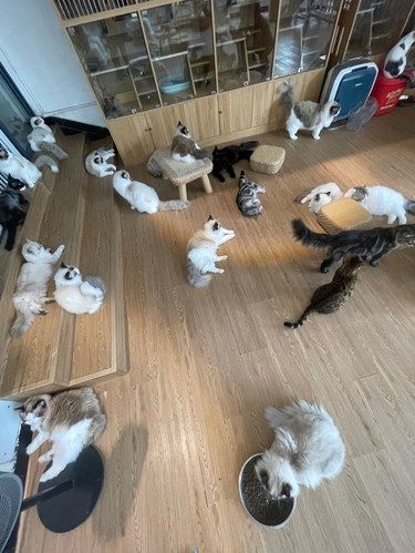 深圳布吉猫咖天花板，第一感觉有人能做猫咖赚
