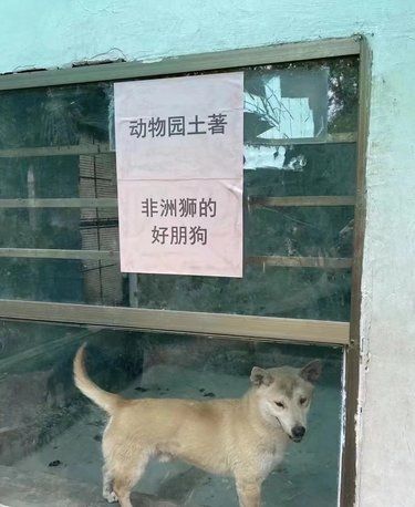 小动物的快乐时光。这家动物园。有两下子