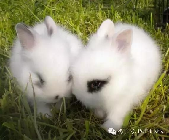 最漂亮的宠物兔品种，原来最适合的当宠物的兔兔