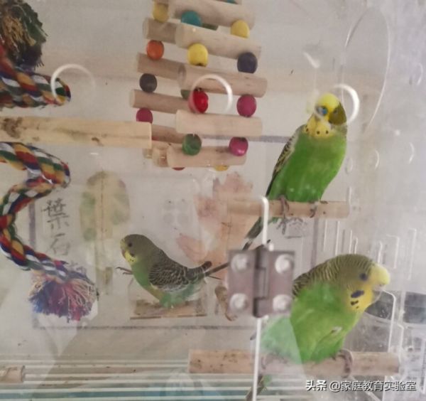 第一次吃鹦鹉蛋