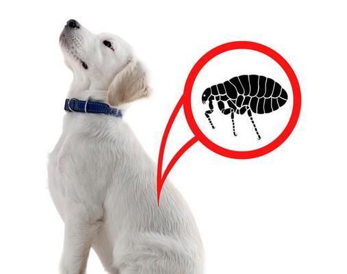 如何预防宠物狗狗寄生虫？（全面了解狗狗寄生虫，掌握防治方法）