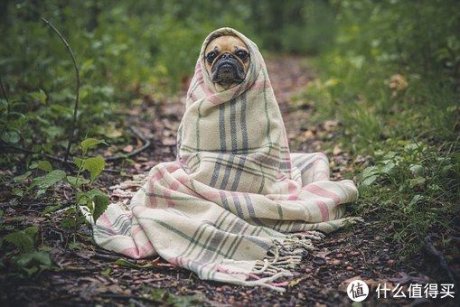 人宠共患病？ 宠物驱虫的正确姿势