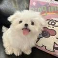 https://p0.meituan.net/userheadpicbackend/5cbc05ab5a6a1d3cfbb004699671508e4500.jpg%40120w_120h_1e_1c_1l%7Cwatermark%3D0