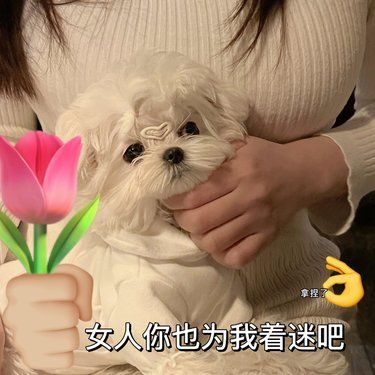 在博德国际，我找到了宠物的健康密码