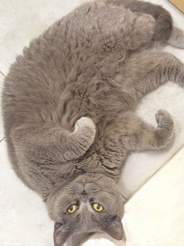 现在给猫绝育这么划算了吗？[6][6]