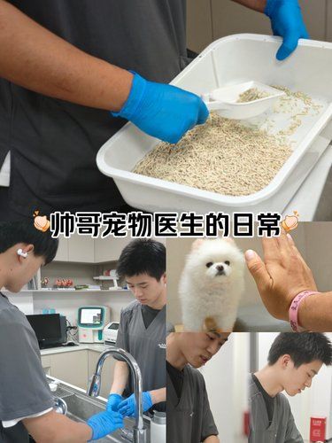 帅哥宠物医生的日常 辛苦但也充满爱❤️