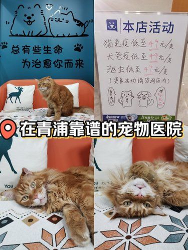 在青浦，这家宠物医院真的没有对手！！！