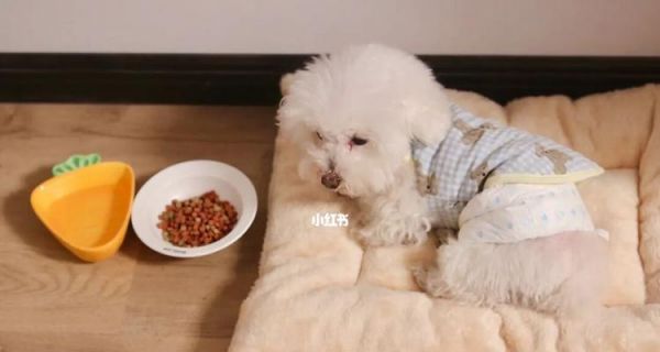 宠物狗生了怎么办（掌握这些喂养技巧）