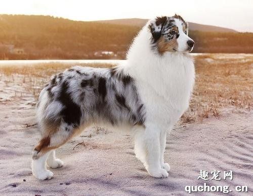 澳大利亚牧羊犬饲养技巧​
