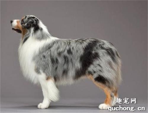 澳大利亚牧羊犬饲养技巧​