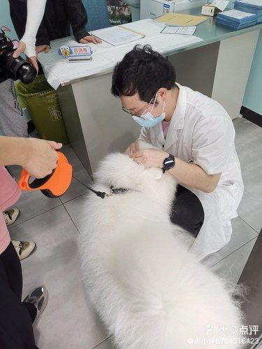 去总院给网红狗狗打疫苗咯