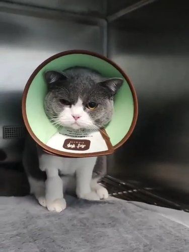 医院里的猫咪日常